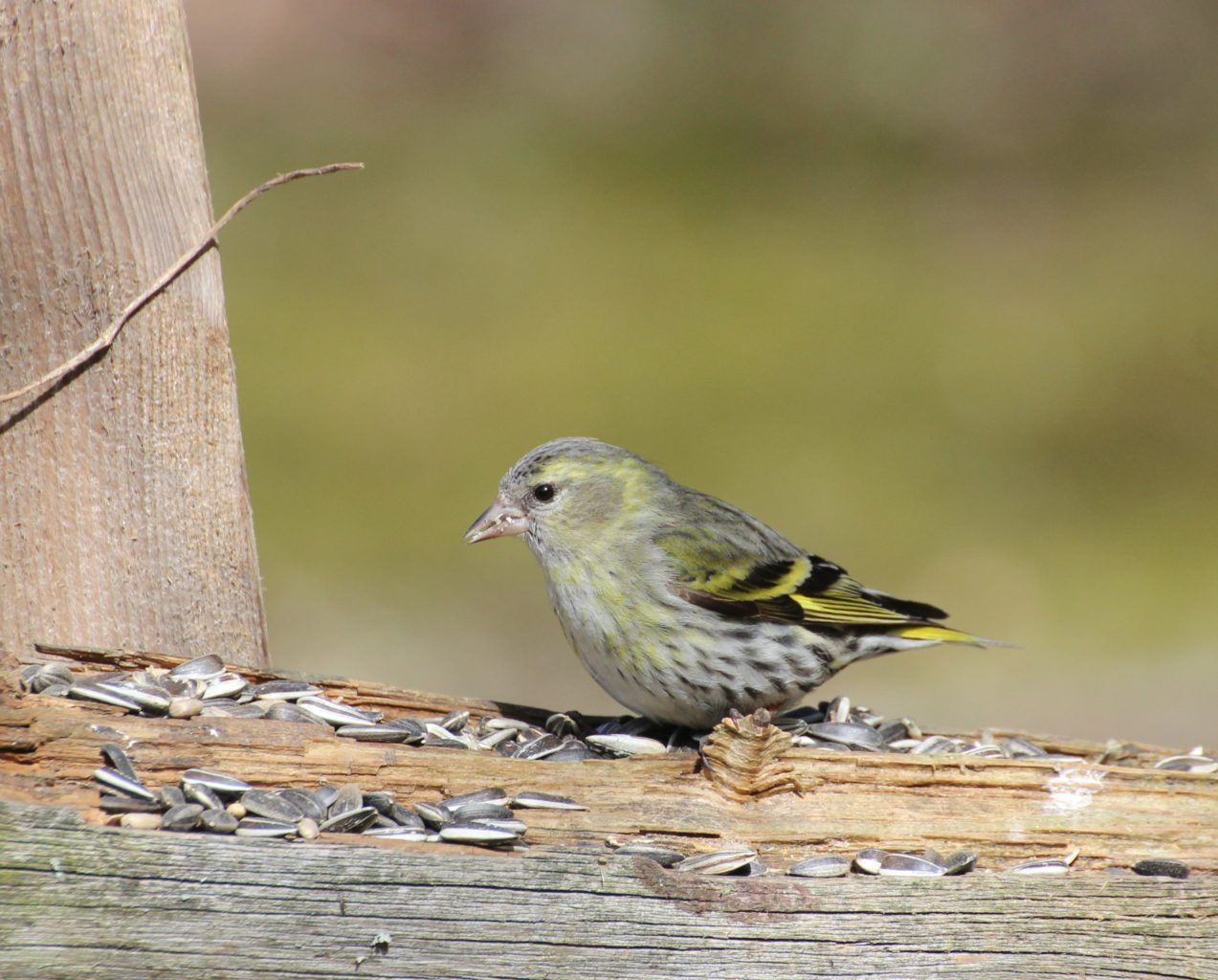Valokuvaaja: Irja Lehtinen Valokuvaaja: Irja Lehtinen