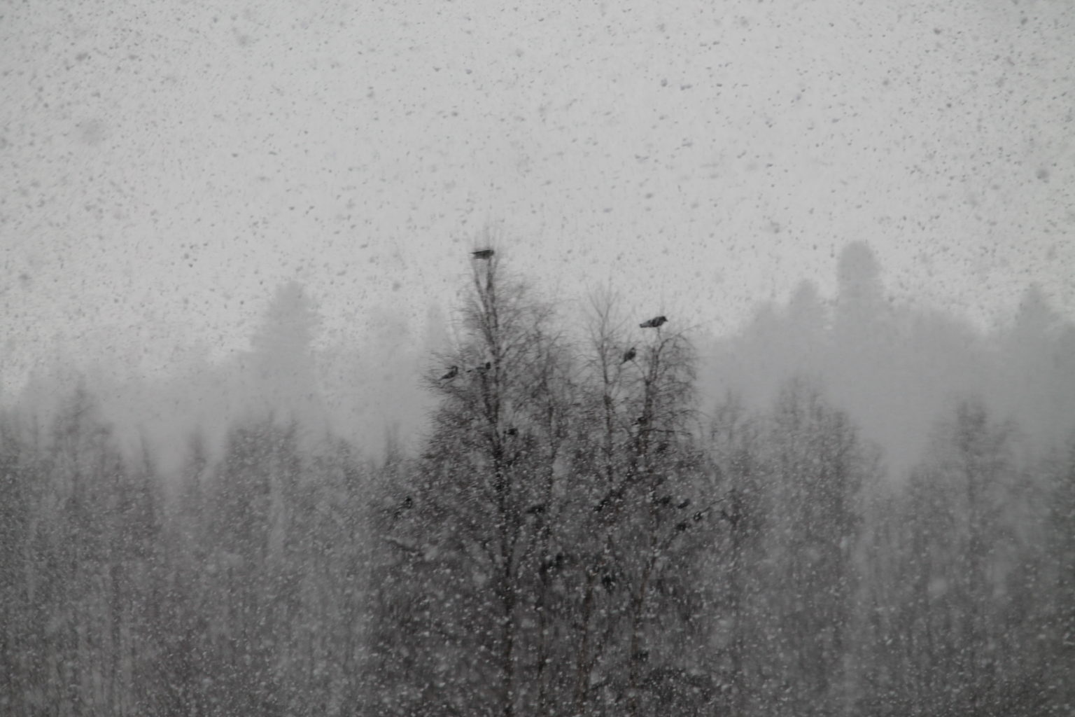 Valokuvaaja: PirkkoLiisa Hautamäki