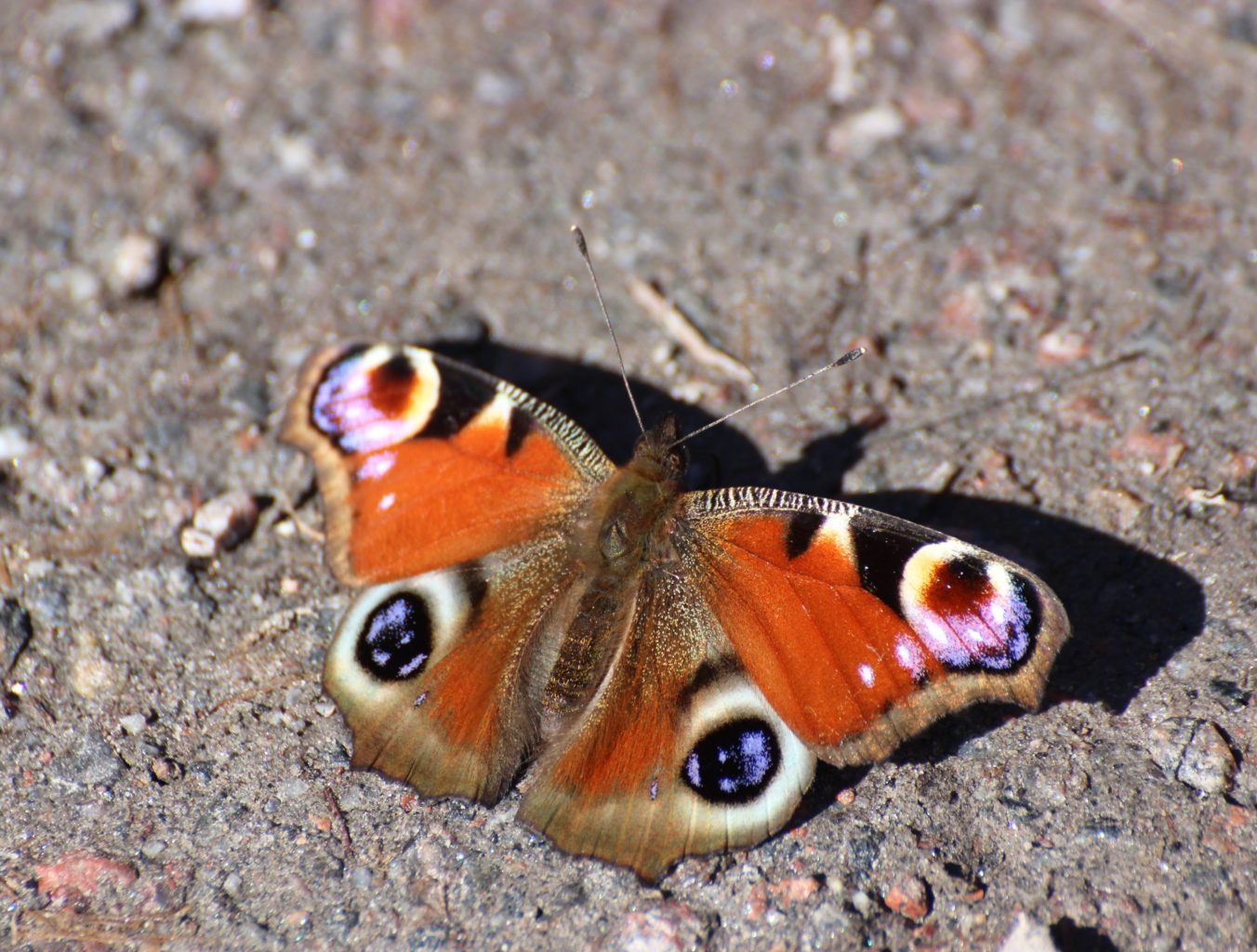 Valokuvaaja: Irja lehtinen