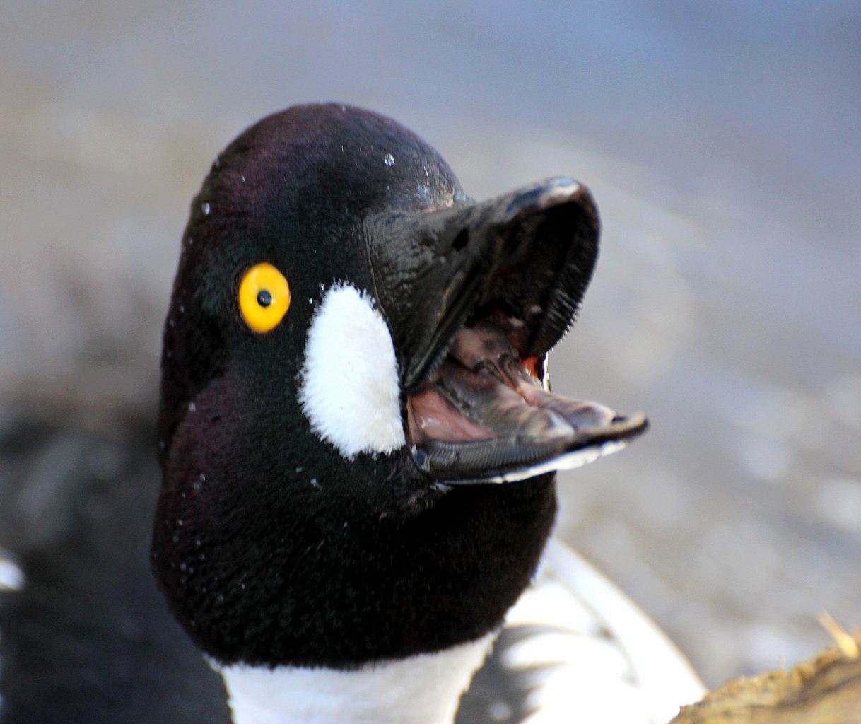 Valokuvaaja: Irja lehtinen