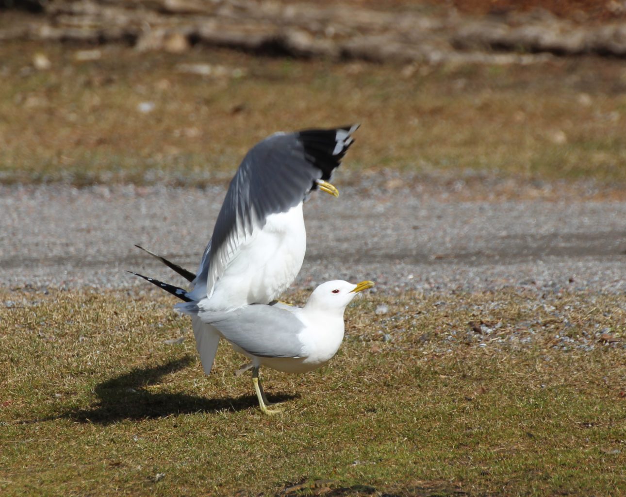 Valokuvaaja: Irja lehtinen Valokuvaaja: Irja lehtinen