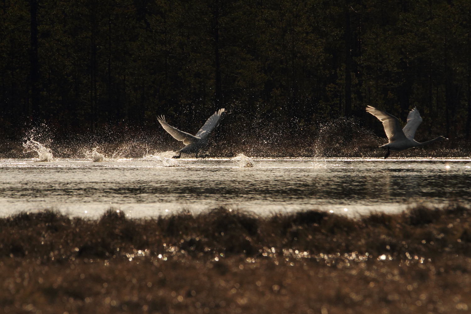 Valokuvaaja: Lasse Kokko