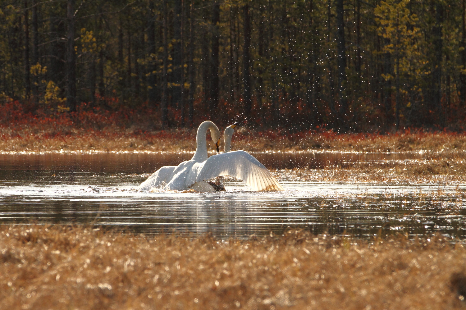 Valokuvaaja: Lasse Kokko