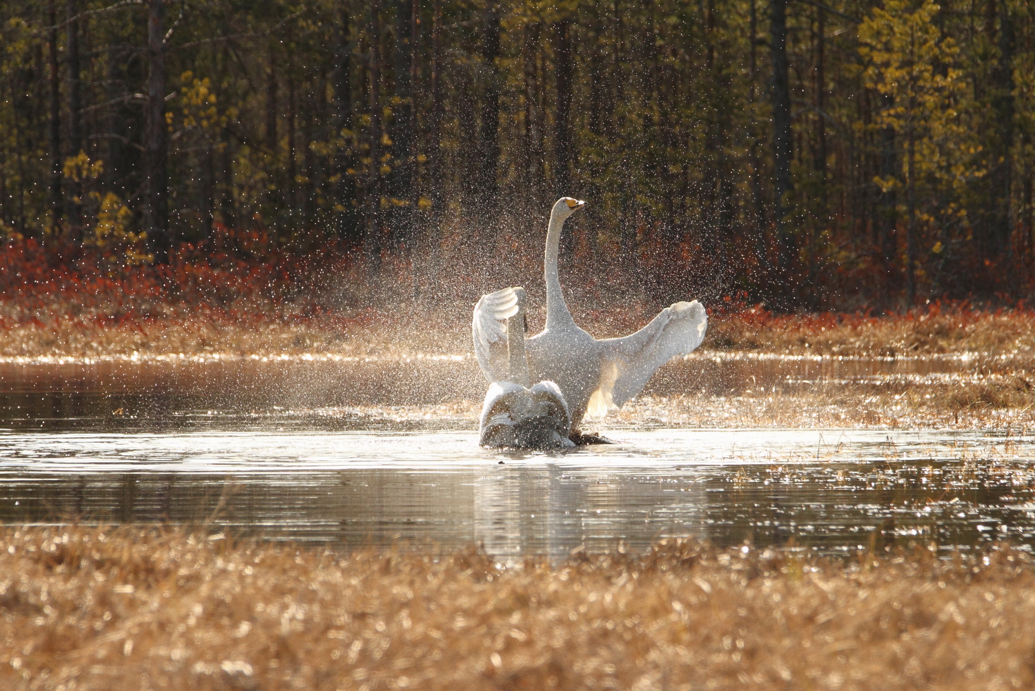 Valokuvaaja: Lasse Kokko