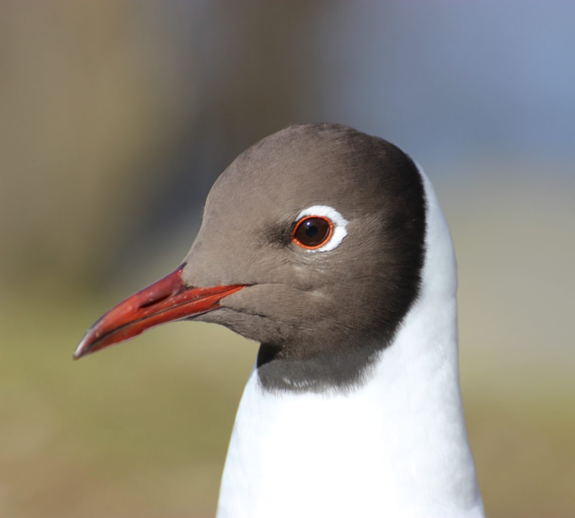 Valokuvaaja: Irja lehtinen