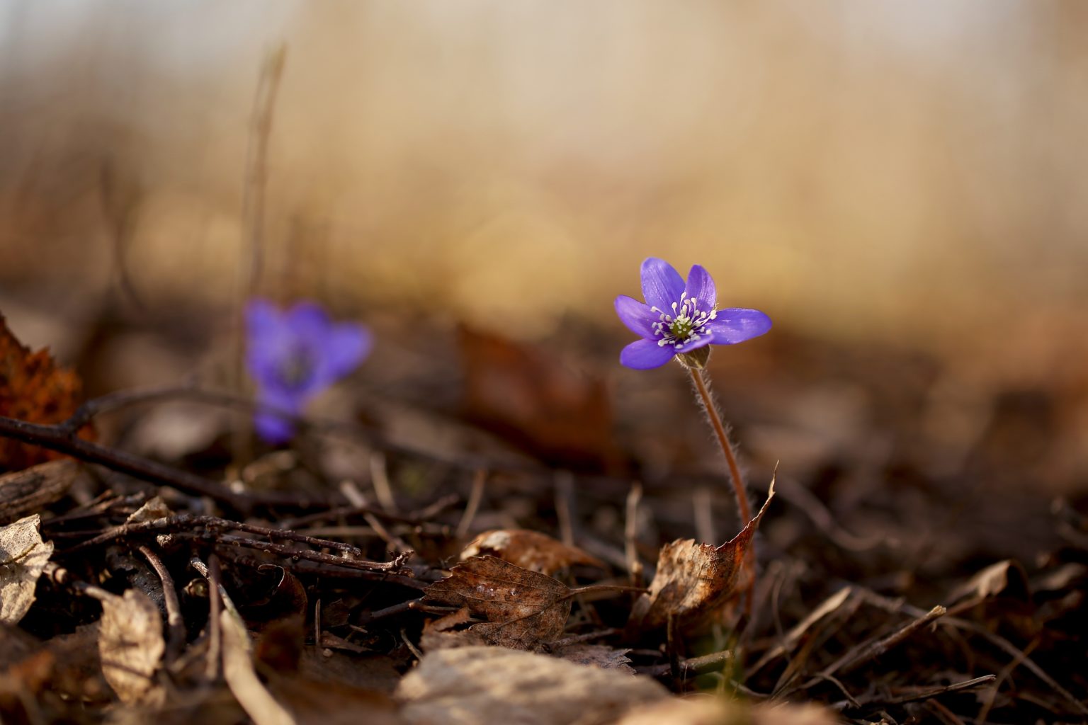 Valokuvaaja: Päivi Vikström