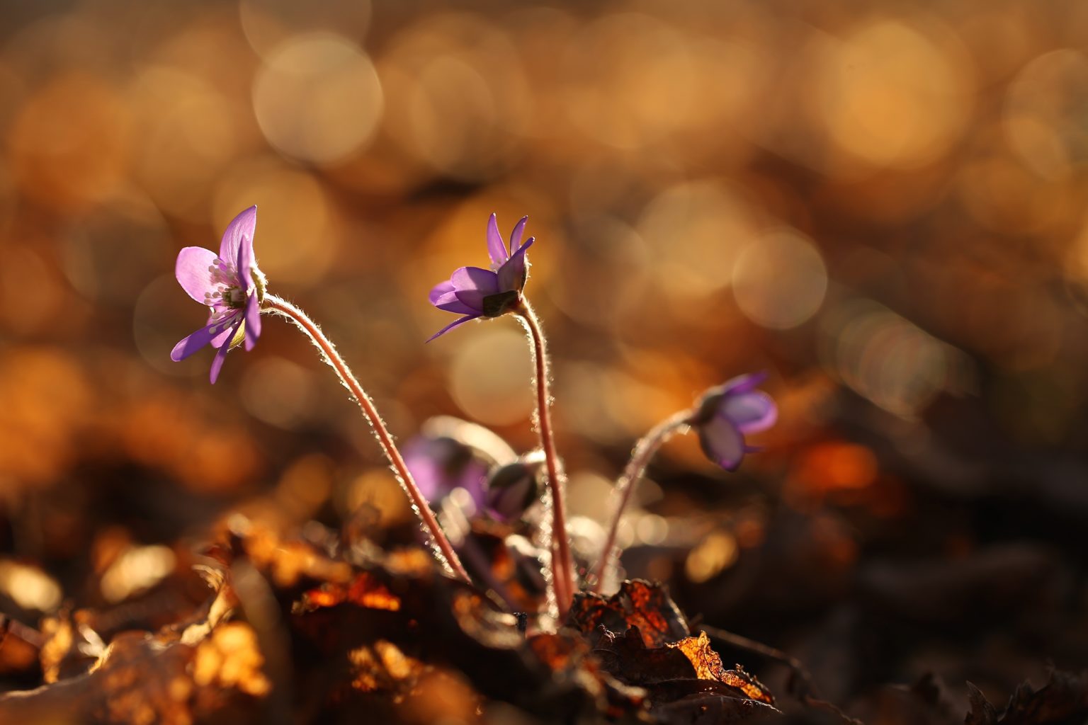 Valokuvaaja: Päivi Vikström