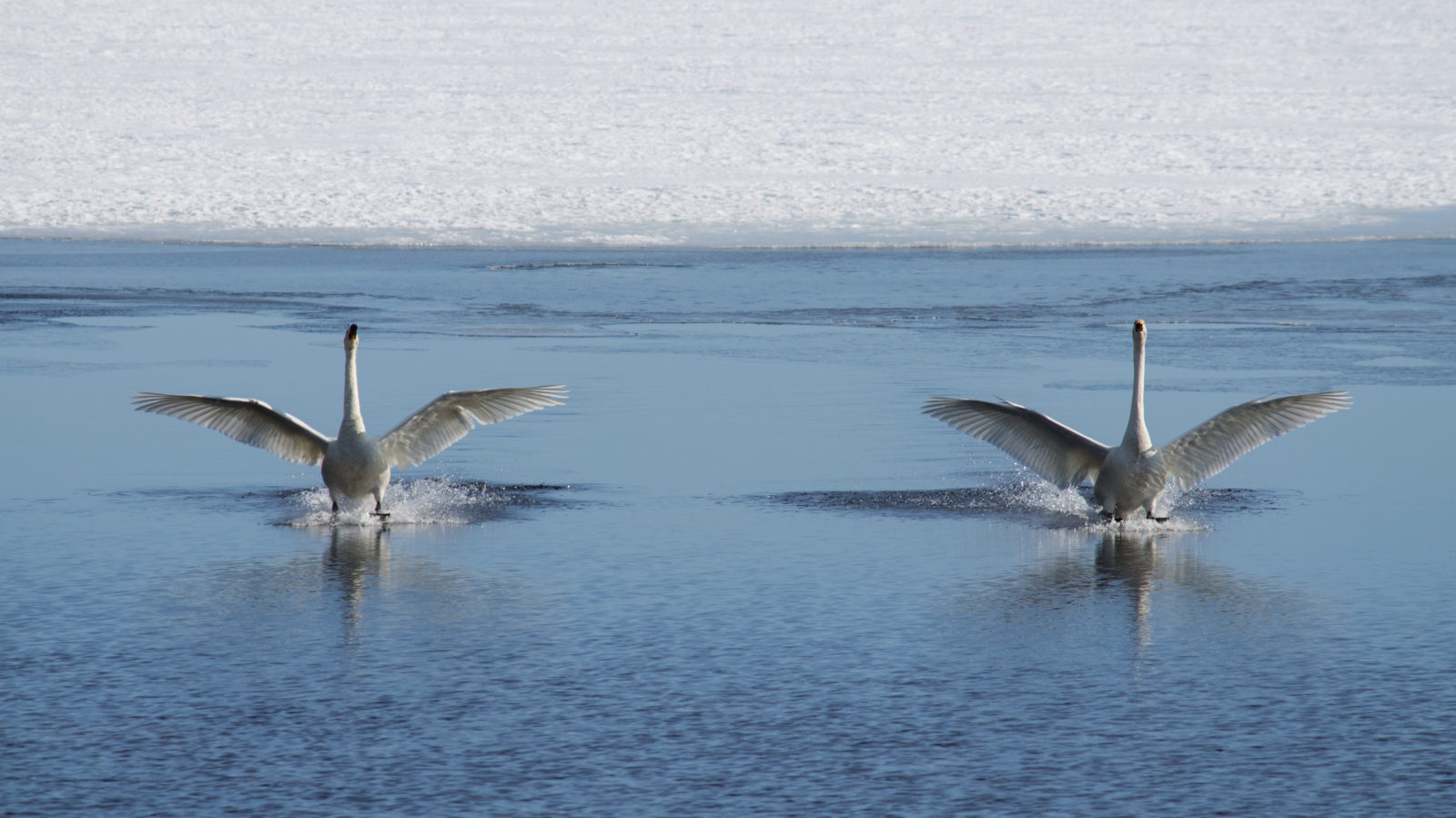 Valokuvaaja: Katri Niskanen