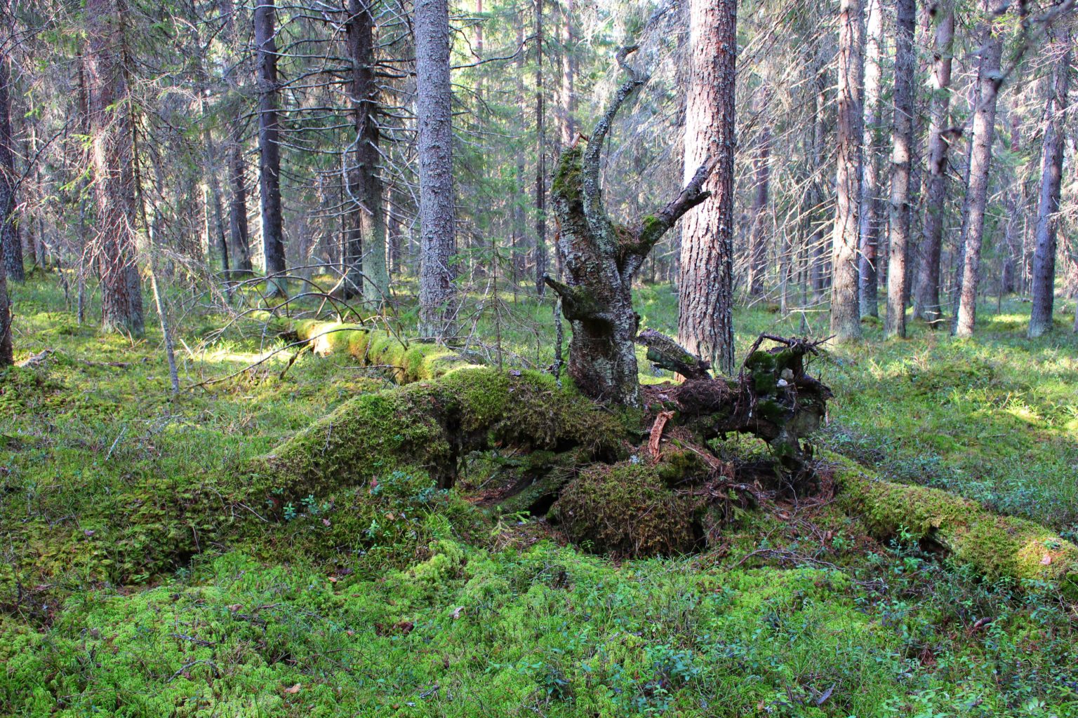 Valokuvaaja: Aimo Räty