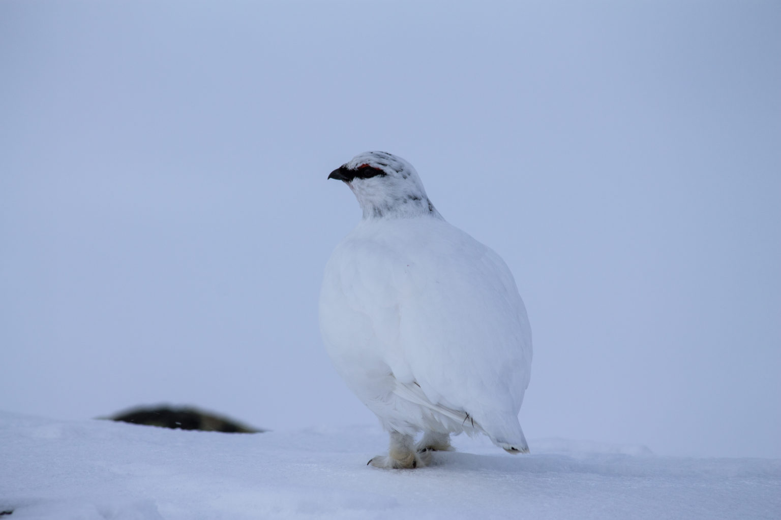 Valokuvaaja: Katri Niskanen