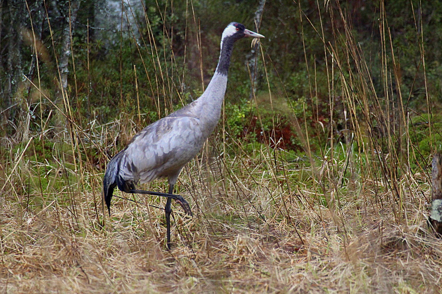 Valokuvaaja: Sirpa Jyske