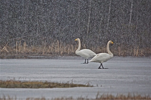 Valokuvaaja: Markku Ranta-Eilola