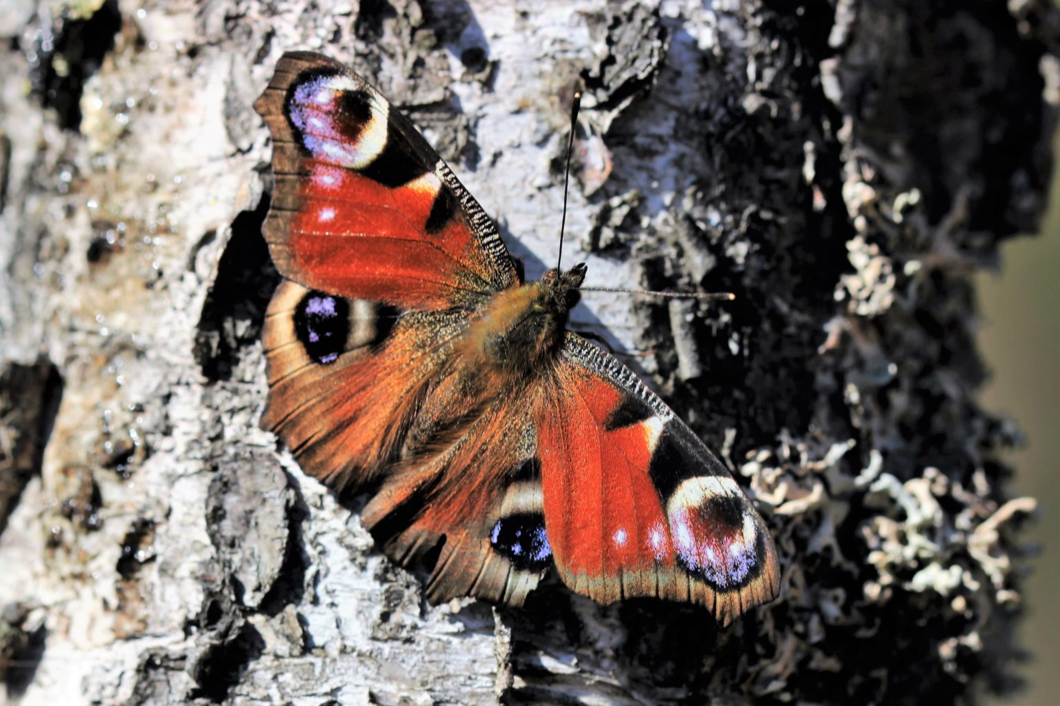 Valokuvaaja: Pirjo Hokkanen