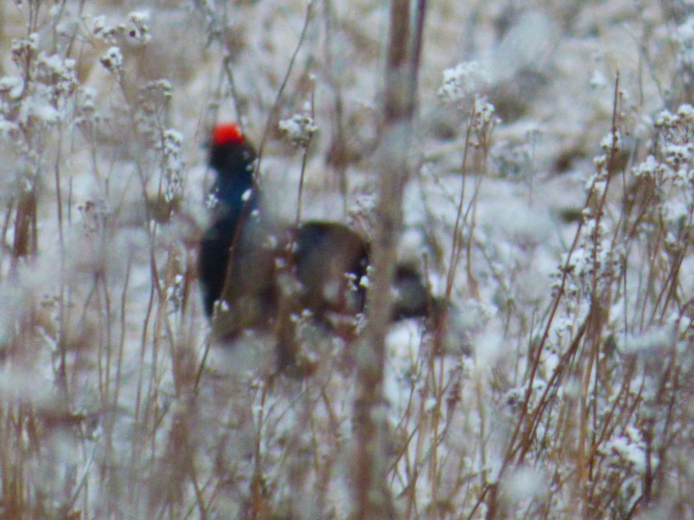 Valokuvaaja: Hannu Rissanen