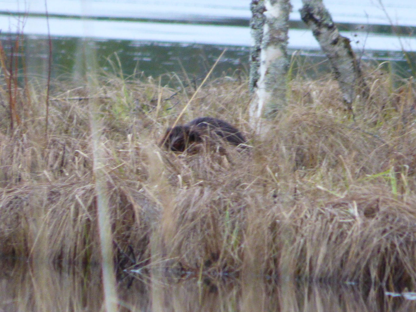 Valokuvaaja: Hannu Rissanen Valokuvaaja: Hannu Rissanen