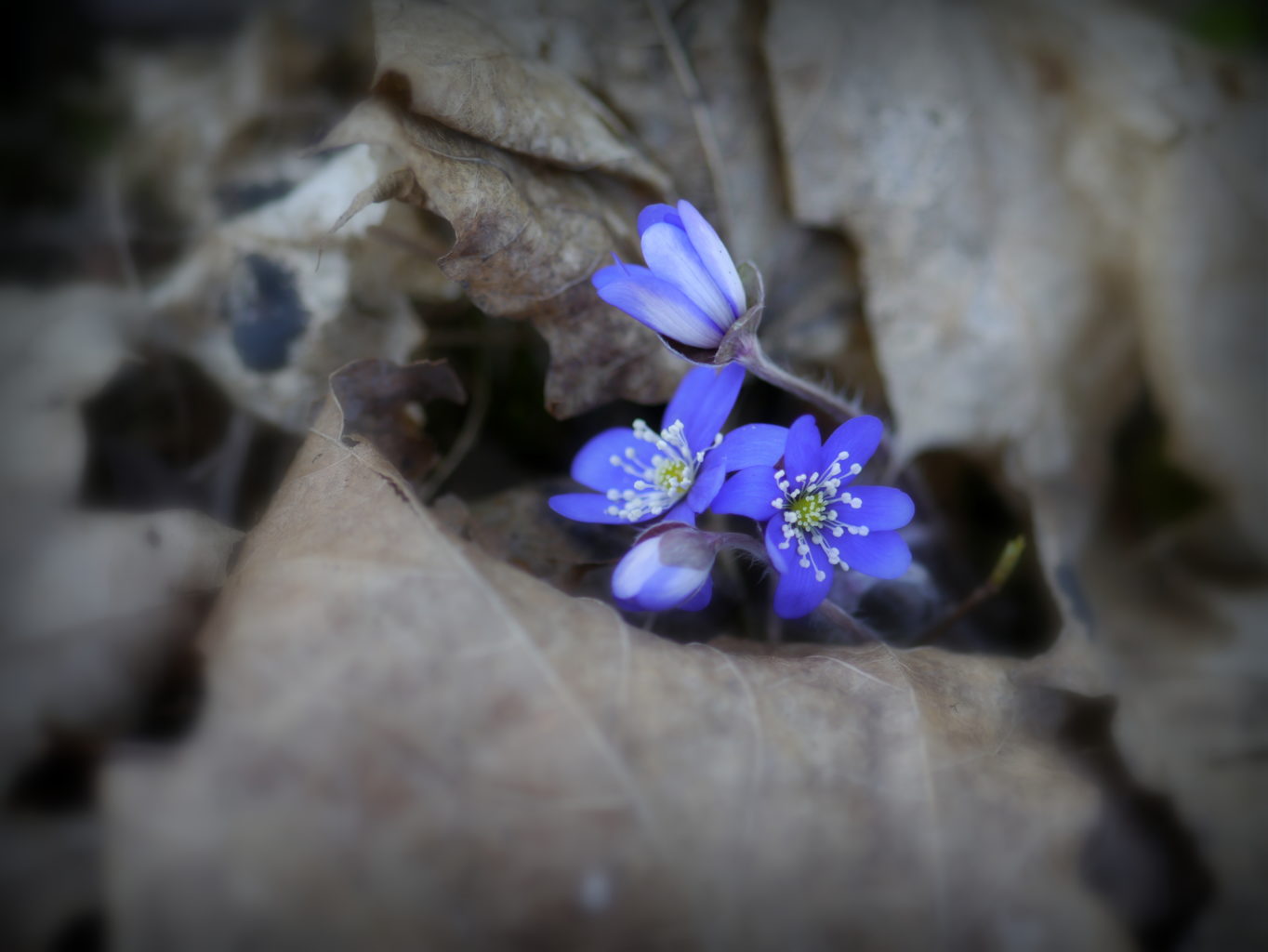 Valokuvaaja: Merja Ylihärsilä