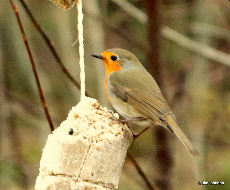 Valokuvaaja: Jouko Lahtinen Valokuvaaja: Jouko Lahtinen