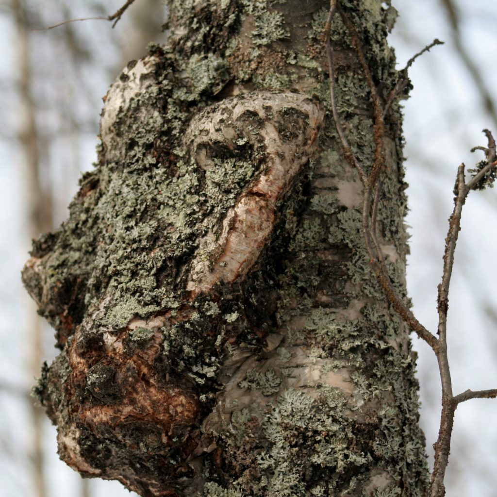 Valokuvaaja: Pirkko Siukonen