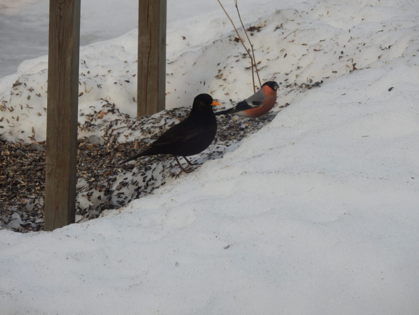 Valokuvaaja: Raili Koskinen