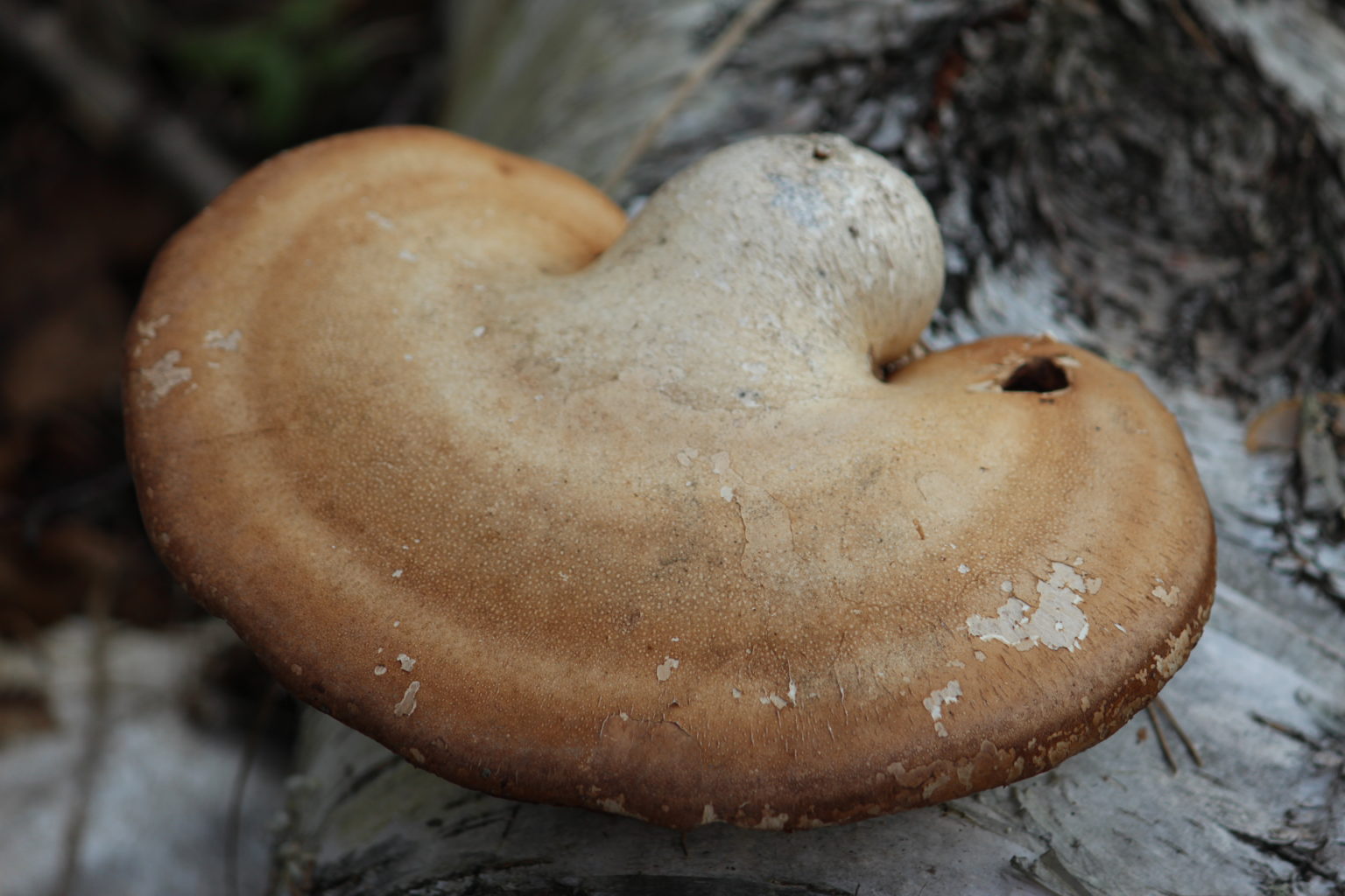 Valokuvaaja: Tiina Mäkinen