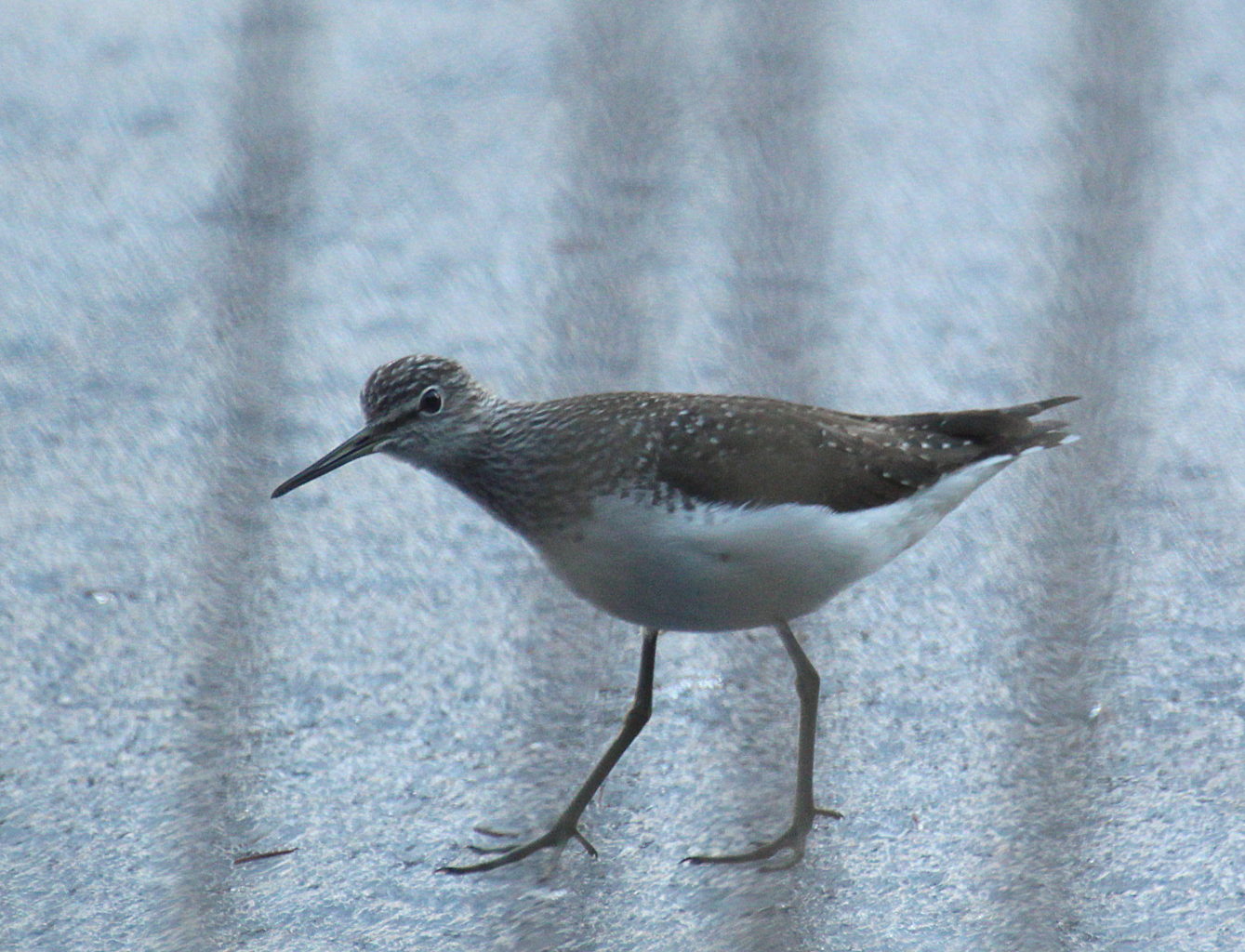 Valokuvaaja: Sirpa Jyske