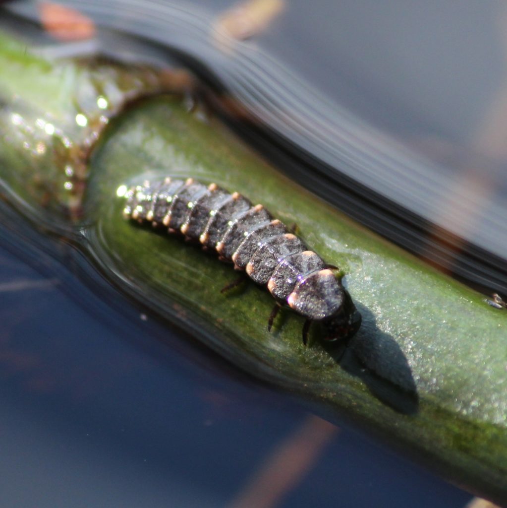 Valokuvaaja: Tiina Mäkinen