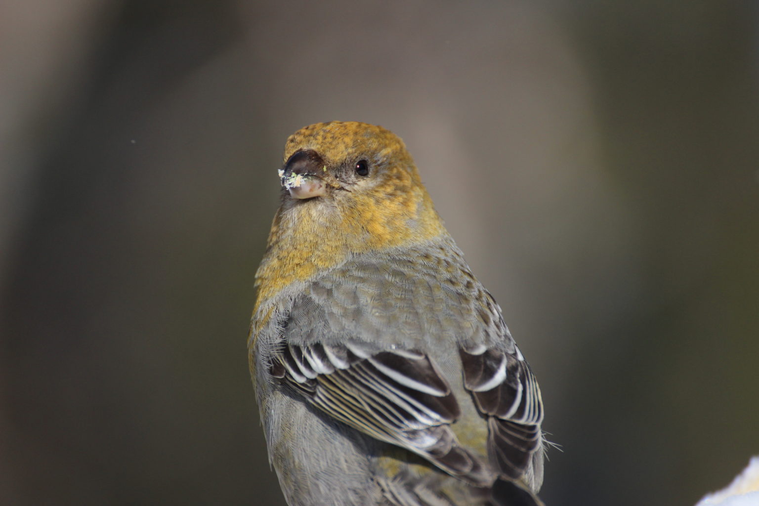 Valokuvaaja: Anna Nyman
