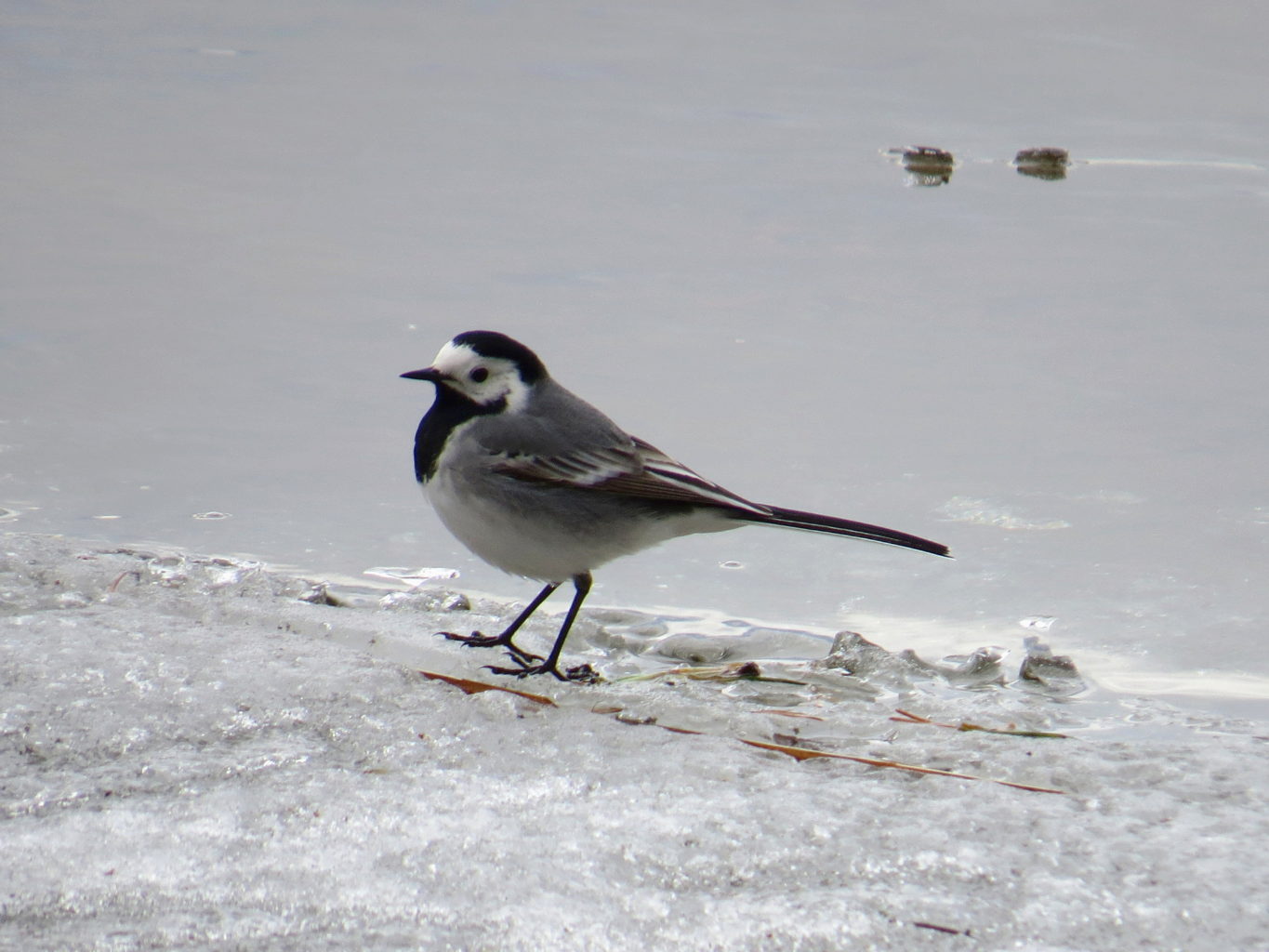 Valokuvaaja: Jaana Talvinen Valokuvaaja: Jaana Talvinen