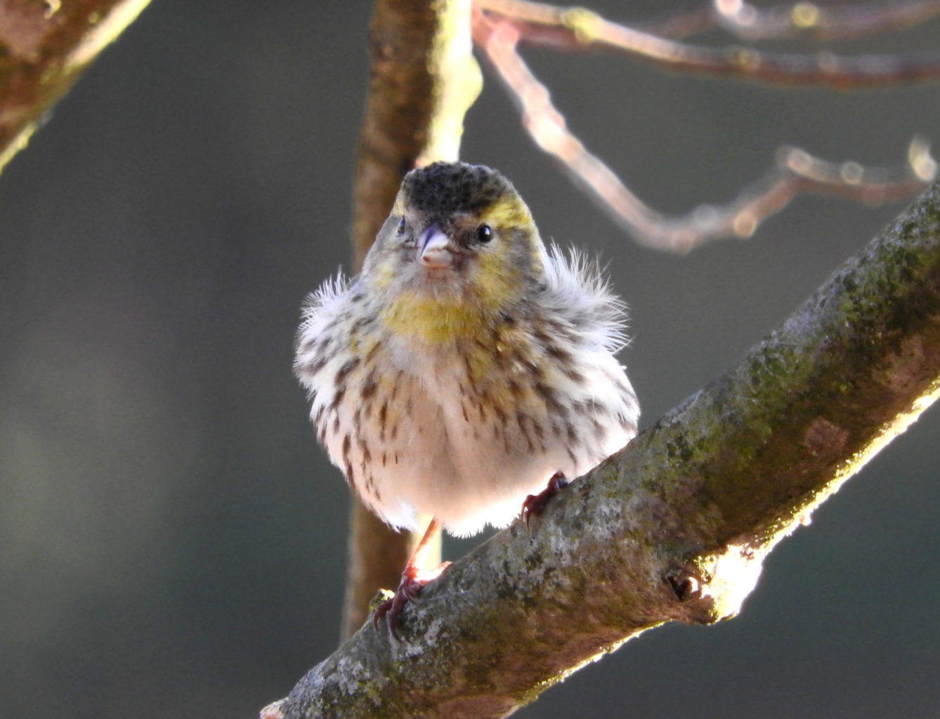 Valokuvaaja: Simo Pilpola