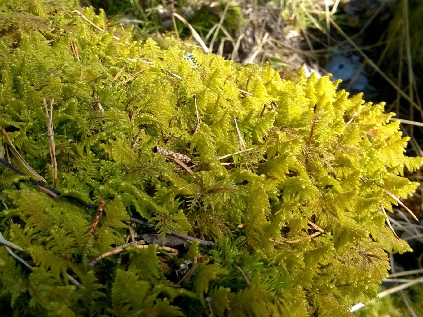Valokuvaaja: PIRJO RÄISÄNEN