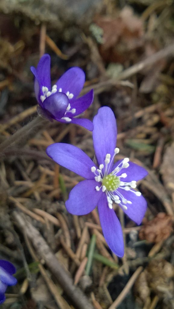 Valokuvaaja: Helen Erola