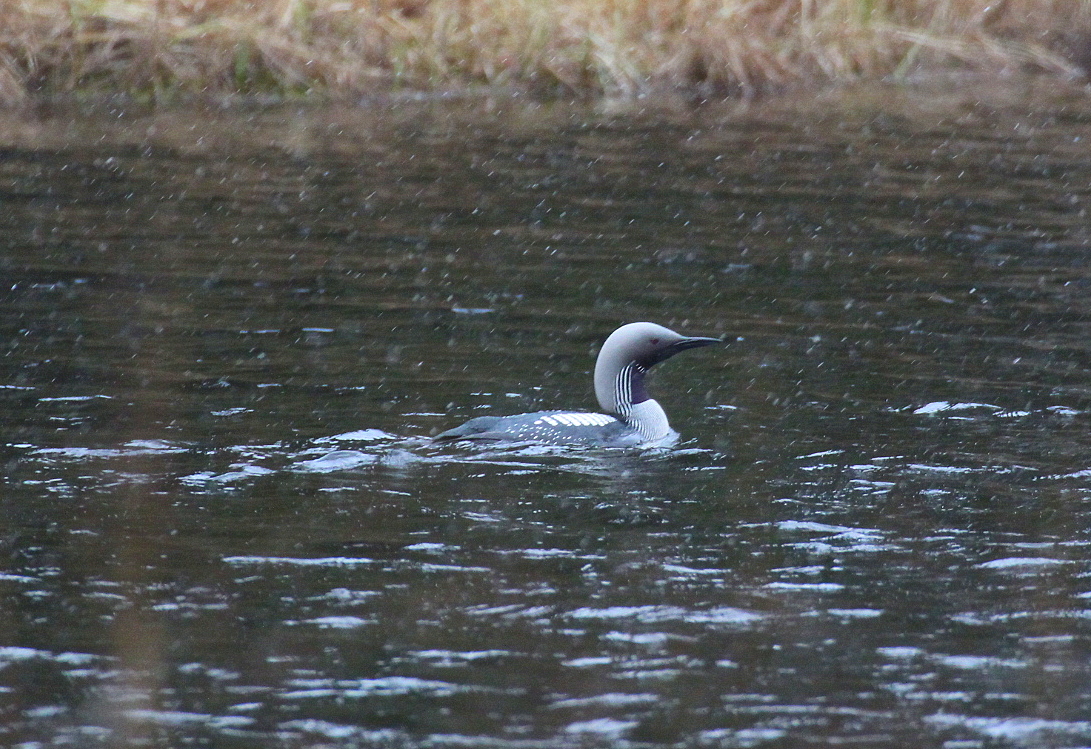Valokuvaaja: Sirpa Jyske