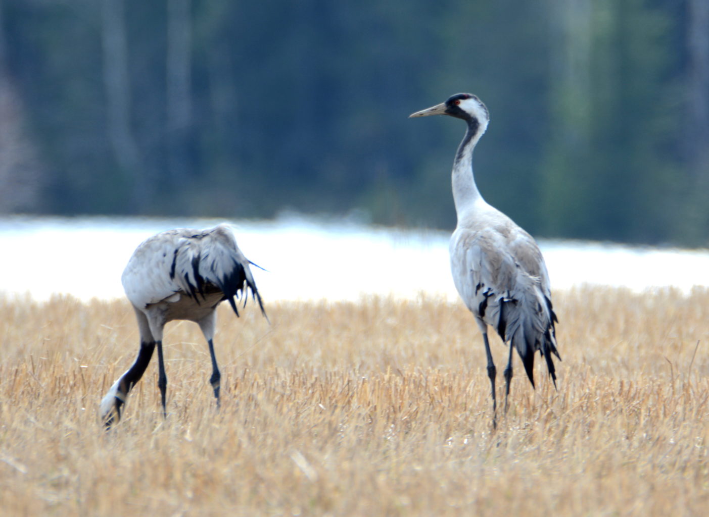 Valokuvaaja: Maija Savolainen