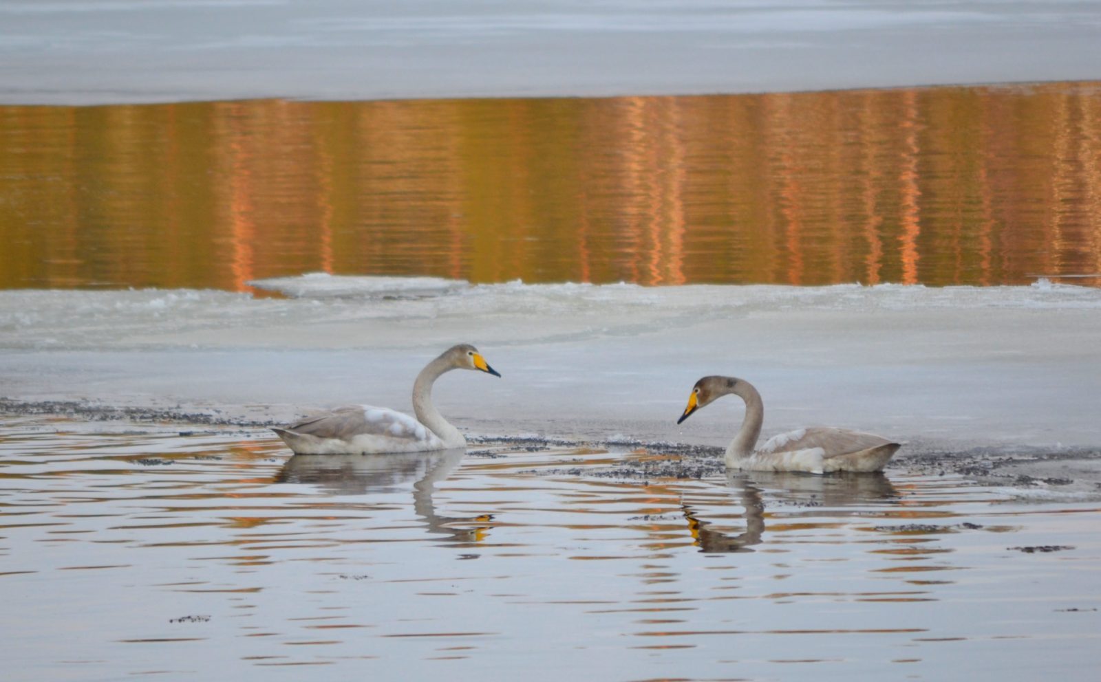 Valokuvaaja: Leena Rissanen