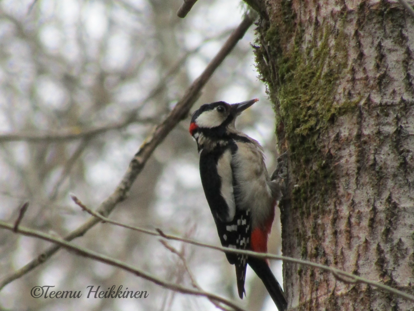 Valokuvaaja: Teemu Heikkinen