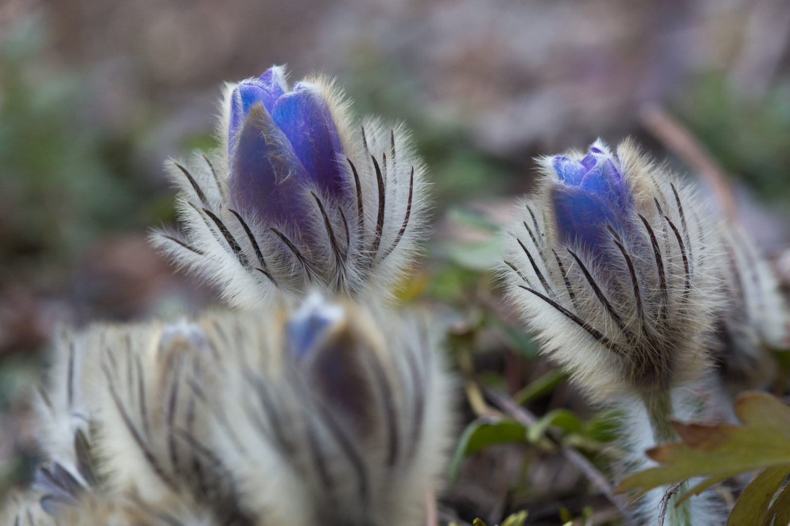 Valokuvaaja: Timo Saarinen