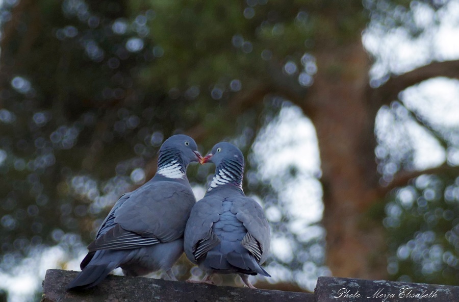 Valokuvaaja: Merja Kiviluoma