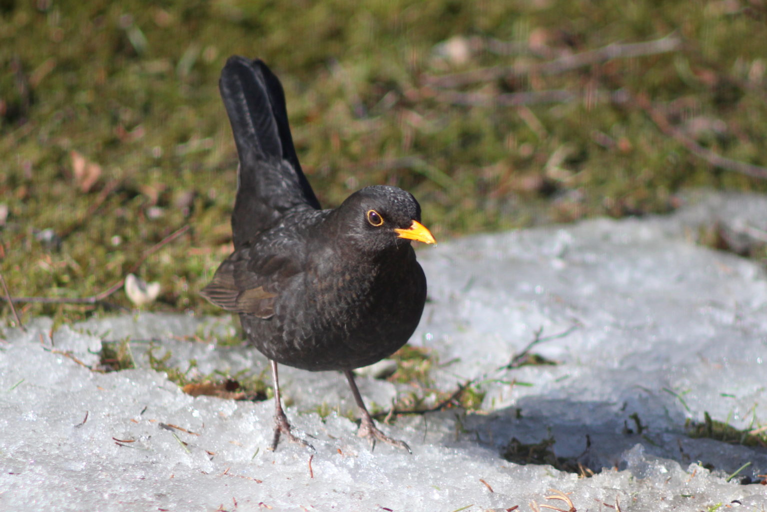 Valokuvaaja: Kaarlo Asikainen