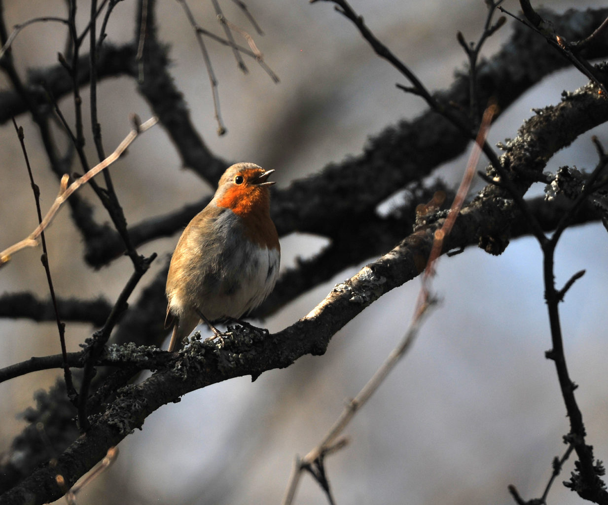 Valokuvaaja: Hannele Sartjärvi