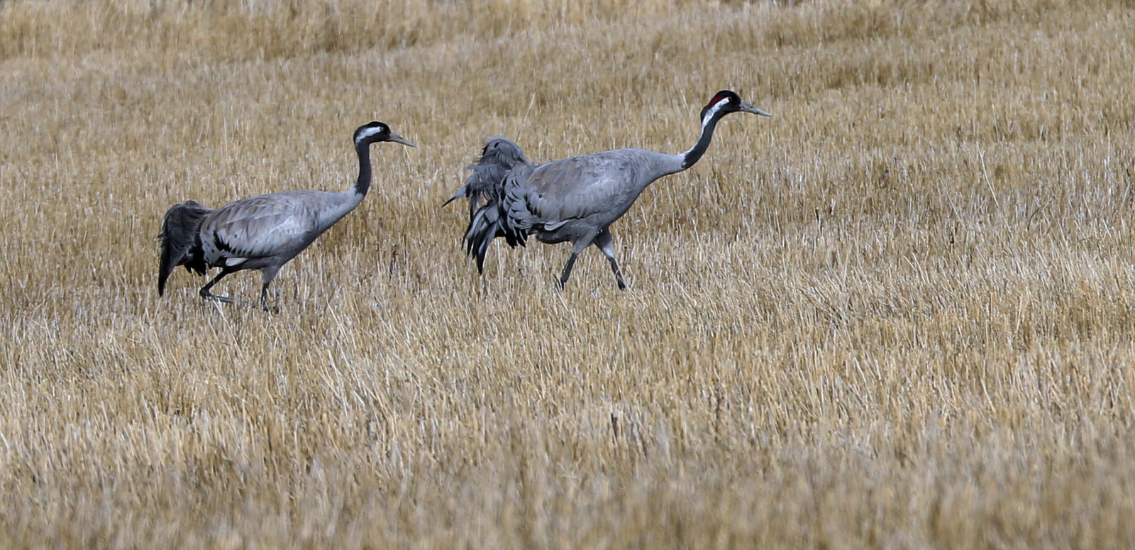 Valokuvaaja: Ahti Keränen Valokuvaaja: Ahti Keränen