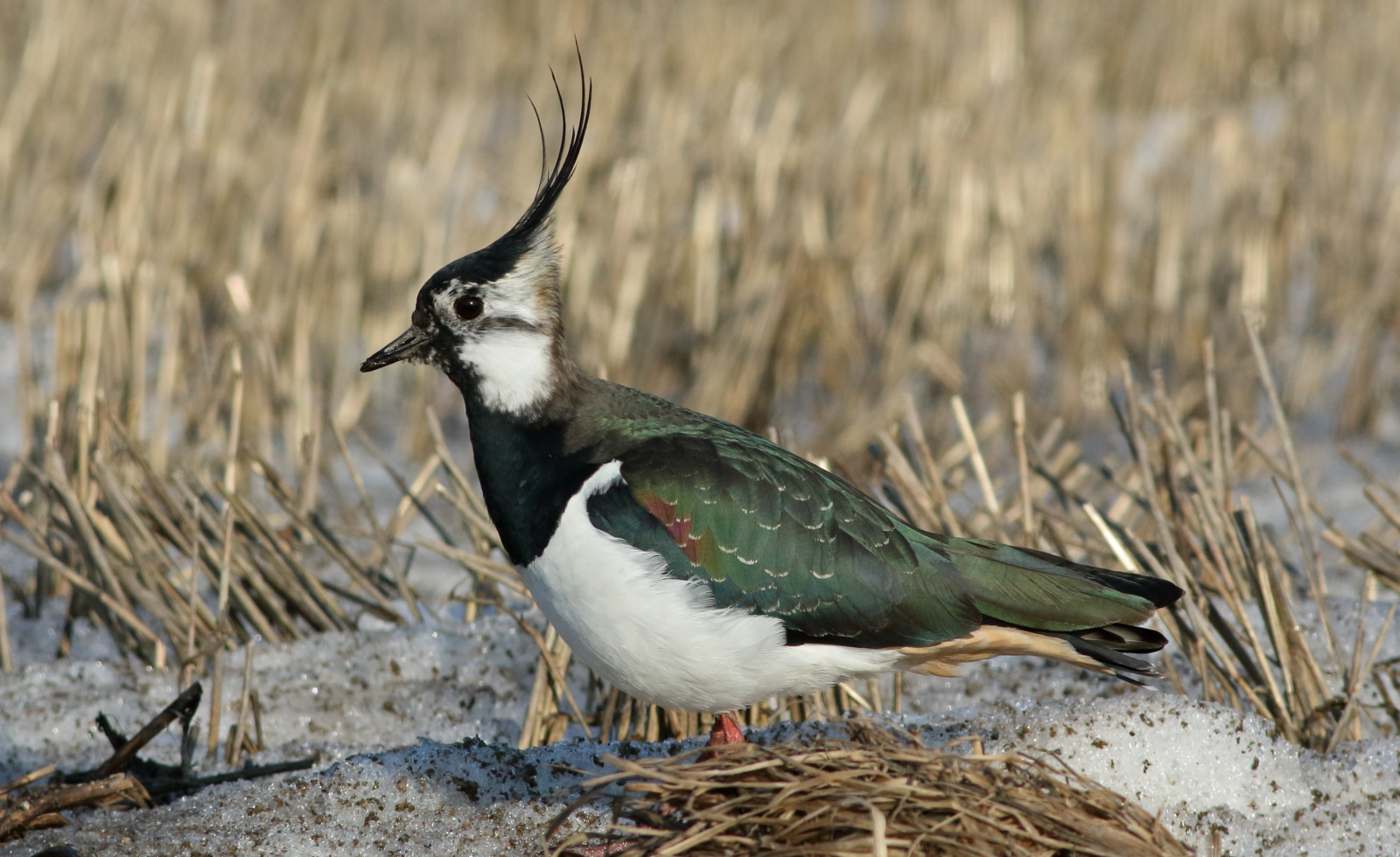 Valokuvaaja: Roope Luukkainen