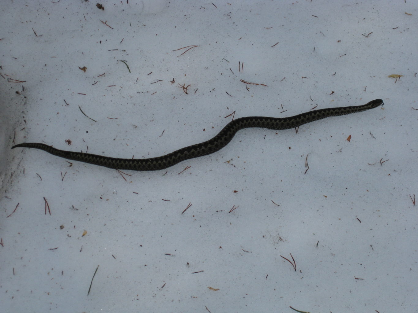 Valokuvaaja: yrjo lukkari