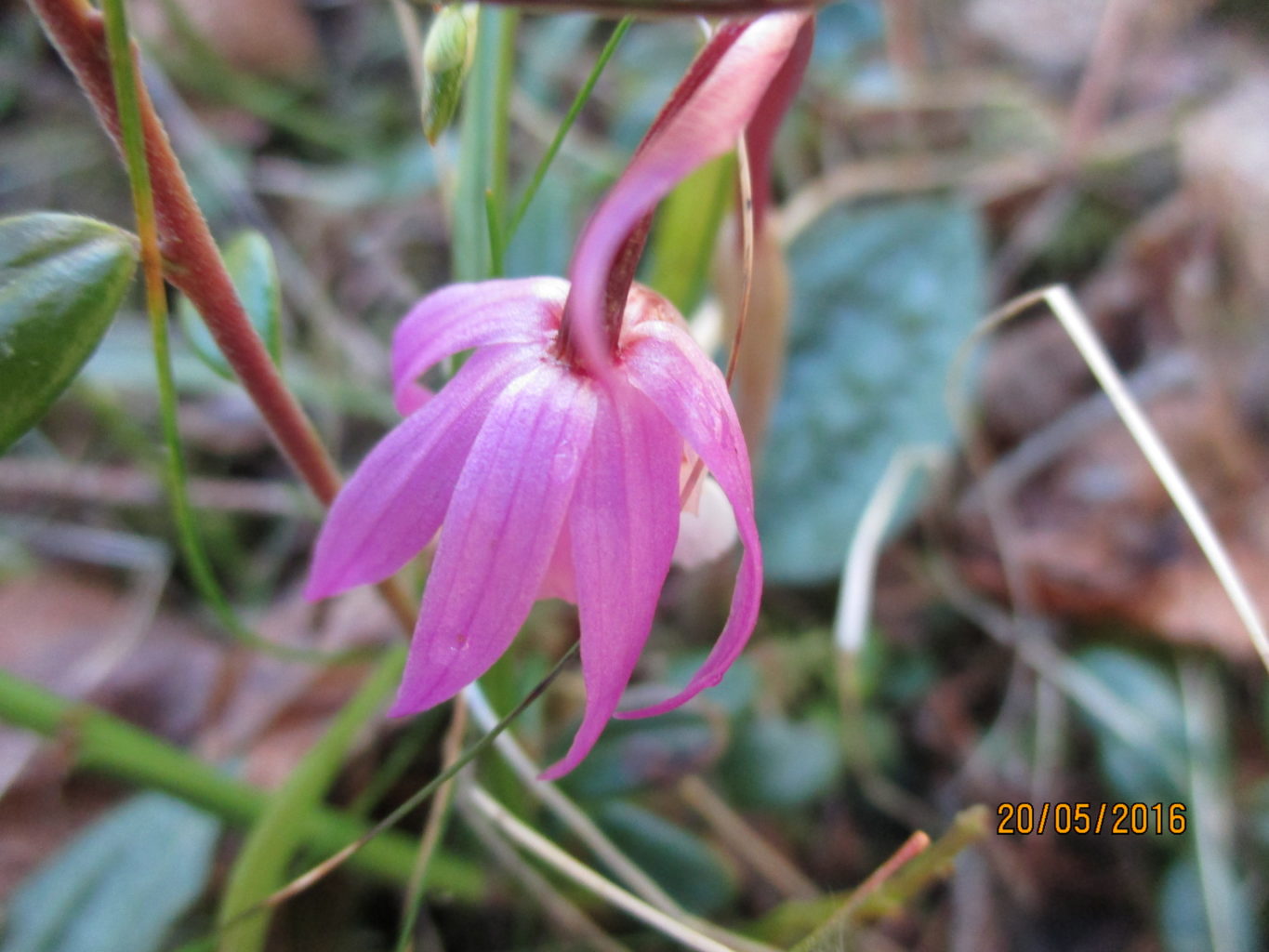 Valokuvaaja: yrjo lukkari Valokuvaaja: yrjo lukkari
