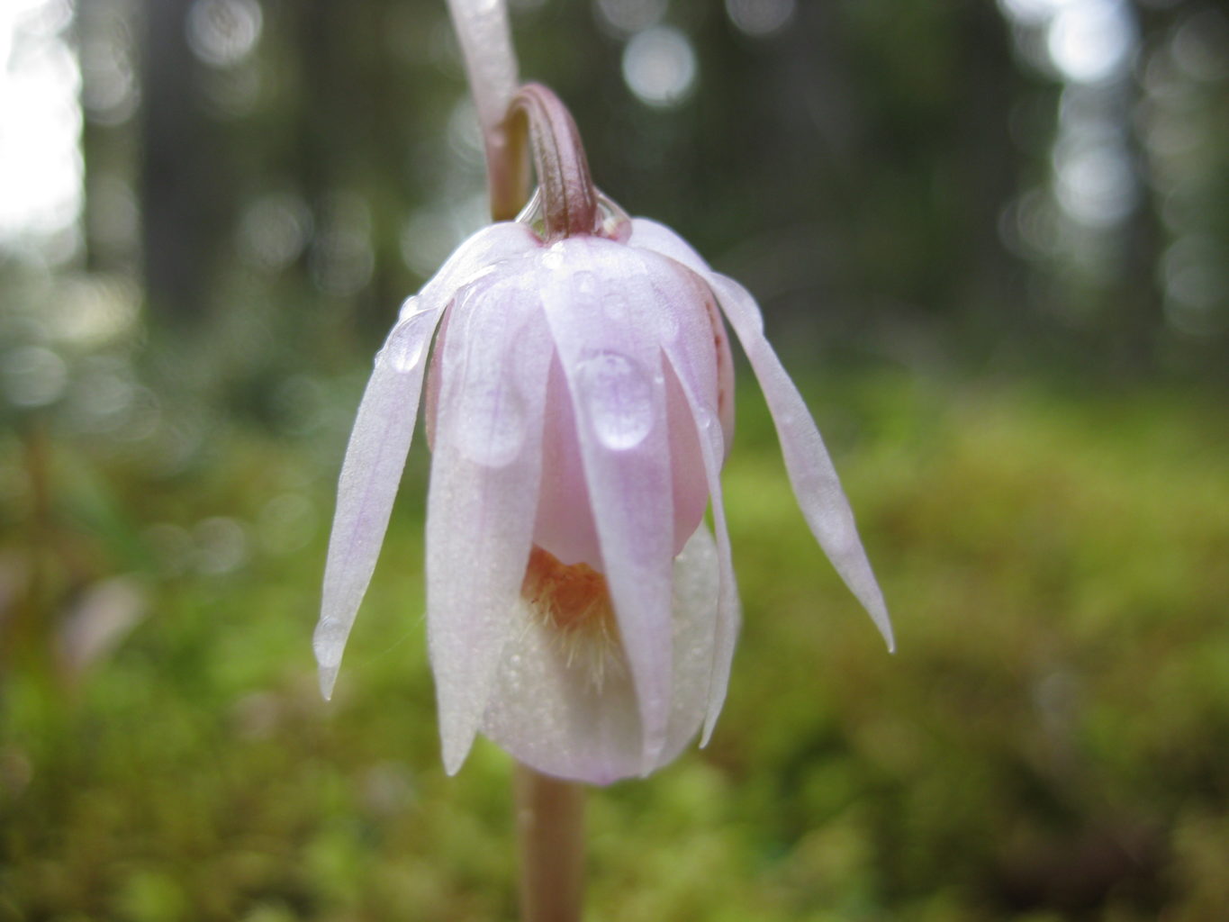 Valokuvaaja: yrjo lukkari