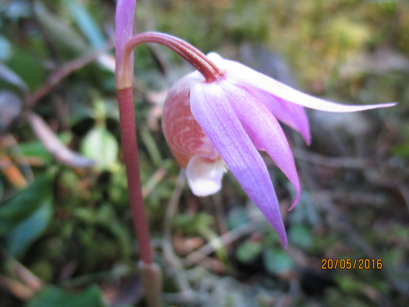 Valokuvaaja: yrjo lukkari