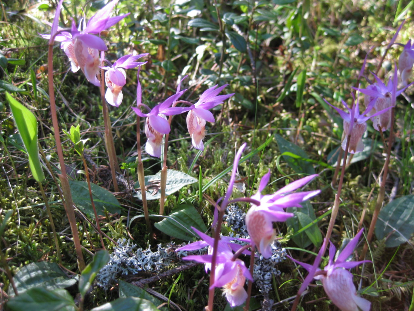 Valokuvaaja: yrjo lukkari