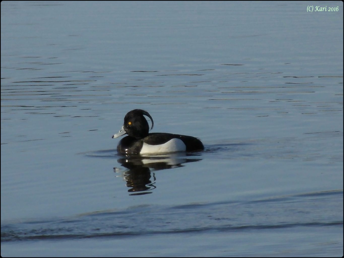 Valokuvaaja: Kari Saarinen