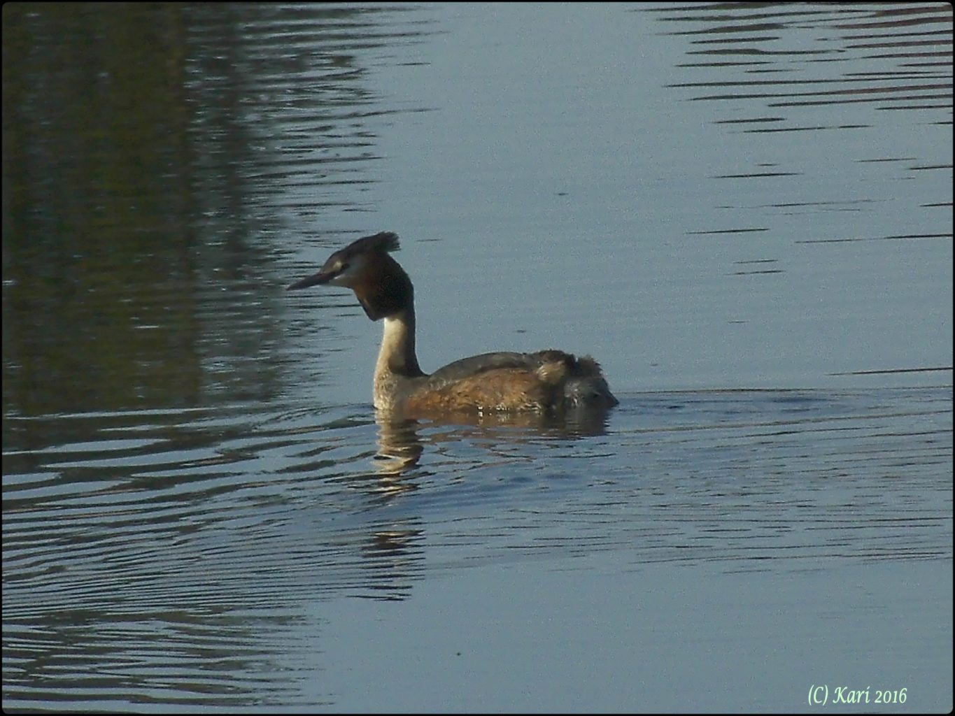Valokuvaaja: Kari Saarinen