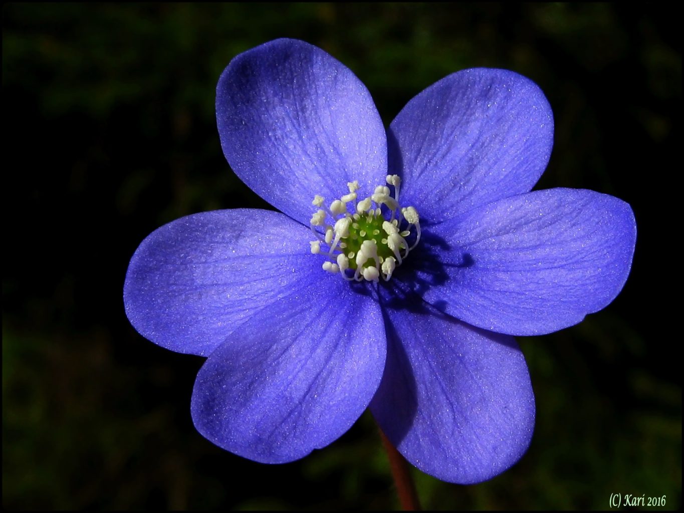 Valokuvaaja: Kari Saarinen