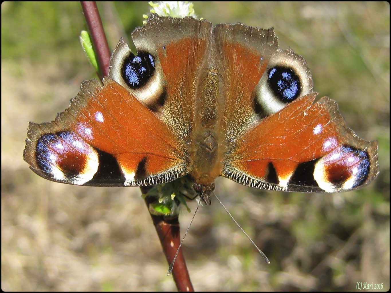 Valokuvaaja: Kari Saarinen